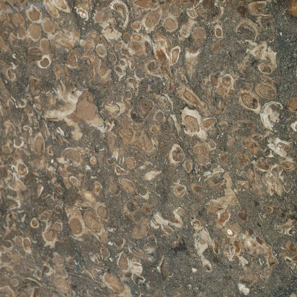 Rasotica